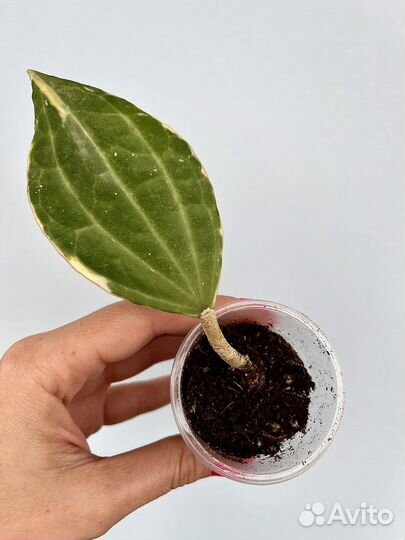 Хойя Тсанги,Карноза,Церопегия Вуда,Санрайз