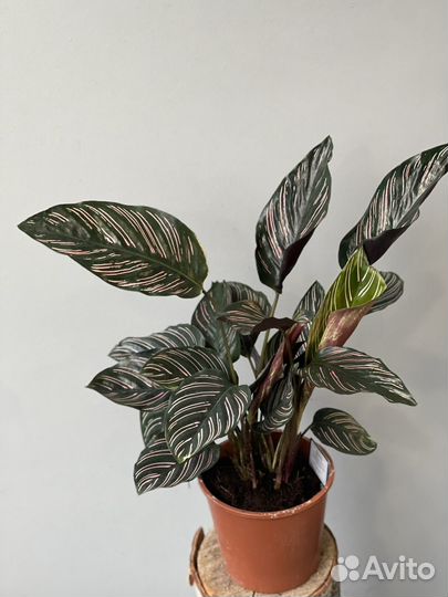 Калатея Орната Сандериана