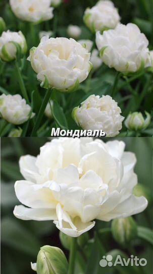 Луковицы тюльпанов самых роскошных сортов