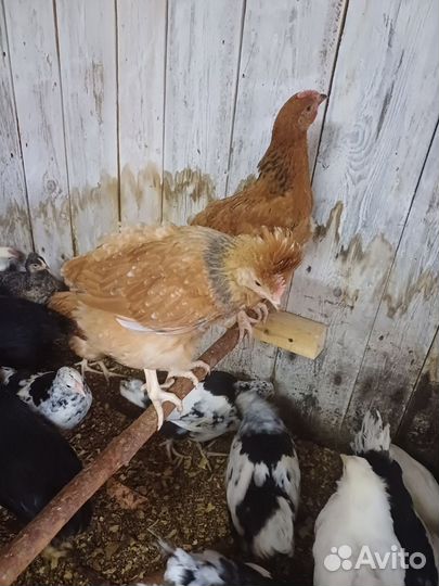Куры молодки несушки