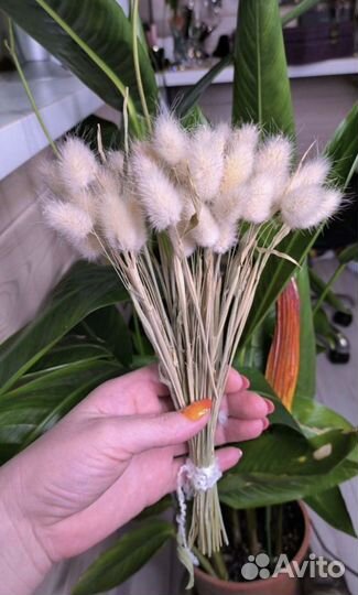 Зайцехвост, лагурус