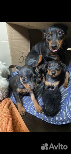 Цвергпинчер 5+