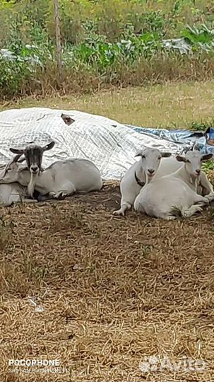 Козье молоко