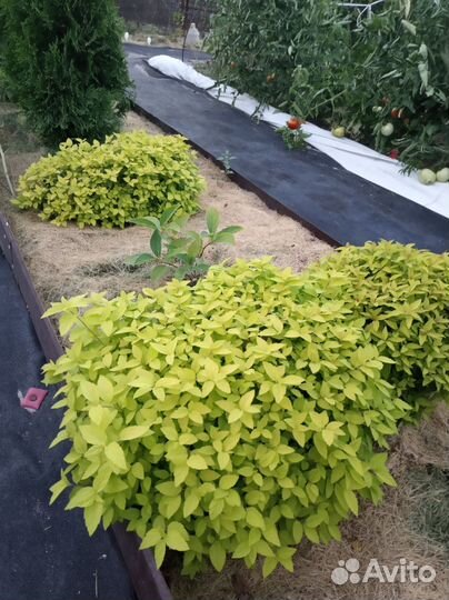 Продам метельчатые гортензии и спиреи