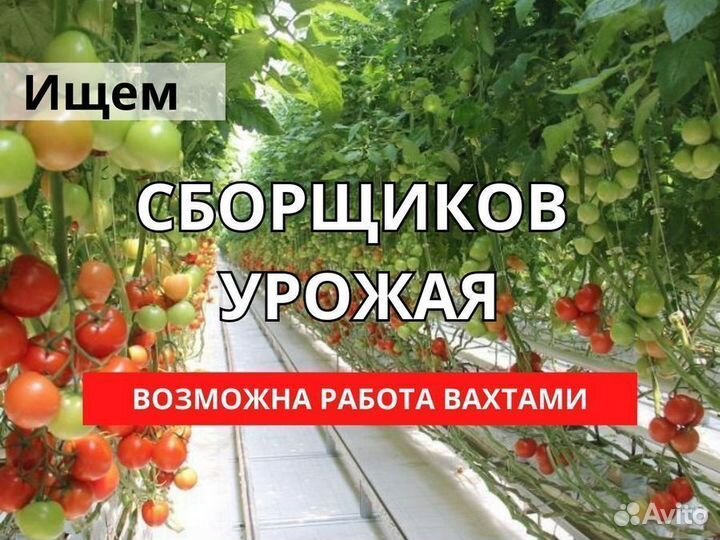 Сборщик урожая