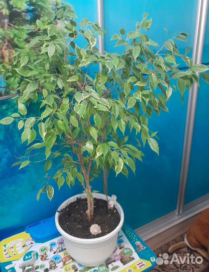 Бенджамина