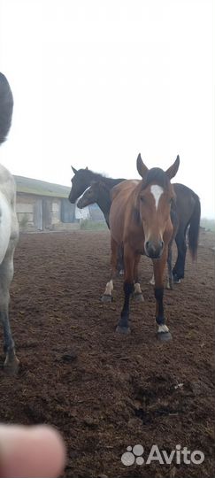 Продам лошадей