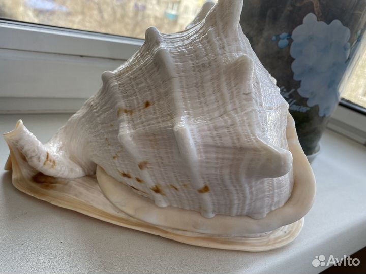 Ракушка морская большая