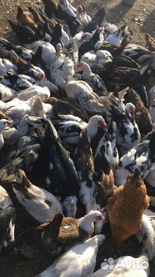 Продам индоутки и утаки