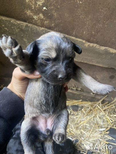 Шенок лабрадор