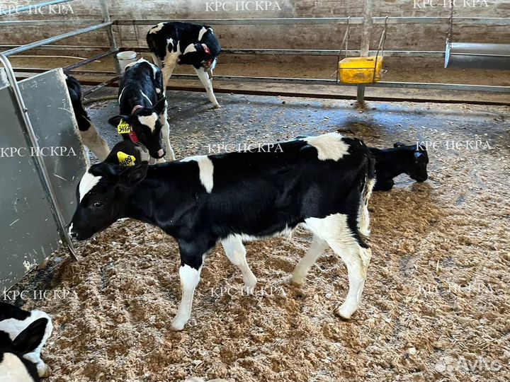 Бычки и телки