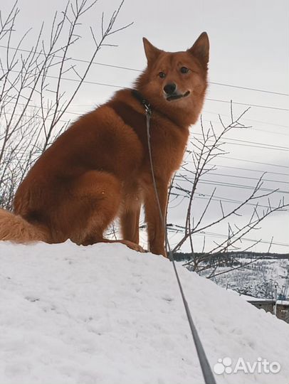 Юмас ищет невесту