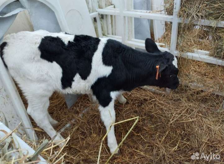 Бычки и тёлочки