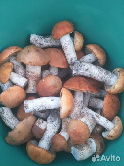Грибы Красноголовики свежие