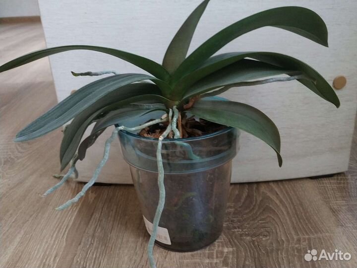 Фаленопсис орхидея