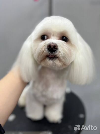 Красивая стрижка собак и кошек, груминг