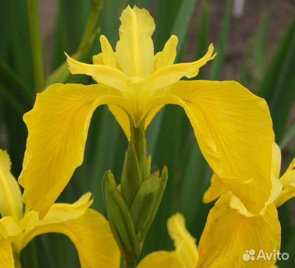 Ирис бадан и др