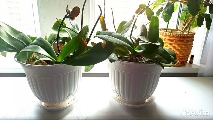 Орхидеи 9 штук