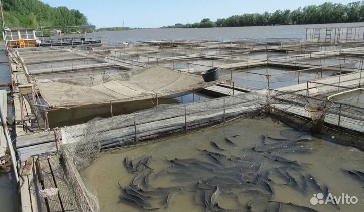 Тур поездка Уикенд на Волге на 2 ночи от. 4*