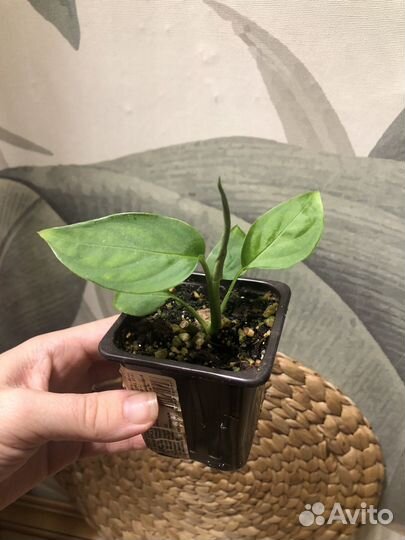 Монстера акумината, адансони