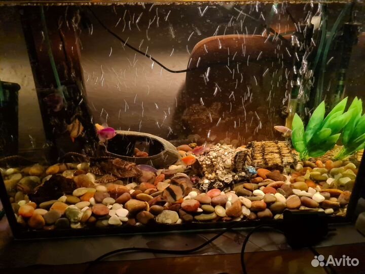 Аквариум 55л