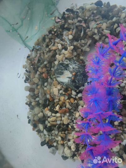 Мальки гуппи