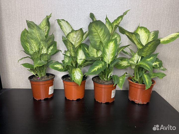 Диффенбахия камилла комнатные цветы