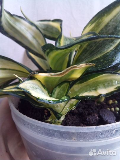 Сансевиерия Ханни (часть 2)