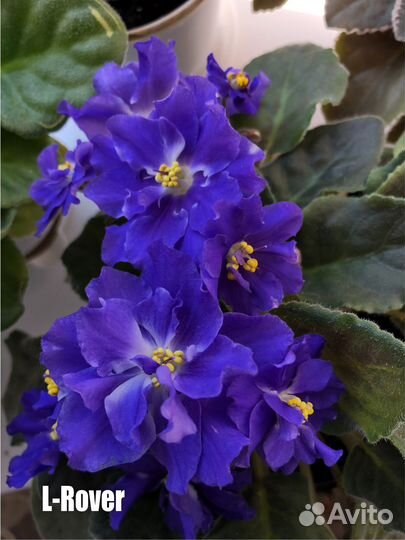 Детки сортовых фиалок