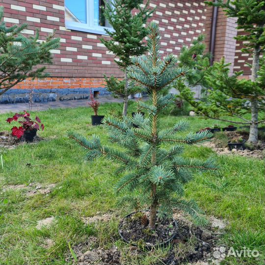 Ель финская сизая, 60см