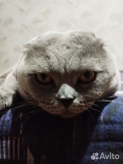 Шотландская вислоухий