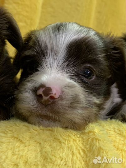 Биро Шоколадный Мерль Цветной Йорк