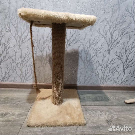 Когтеточка