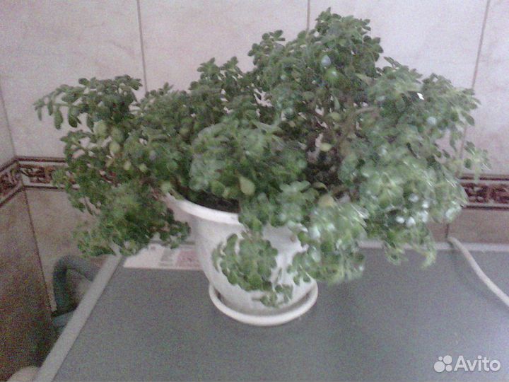 Аихризон распростертый - 