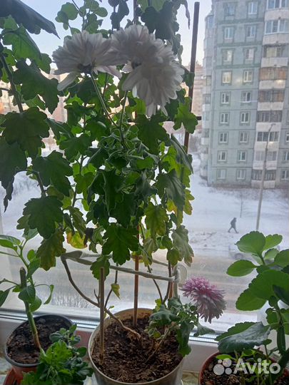 Хризантема