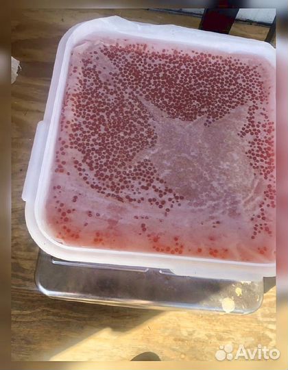 Икра Кеты опт