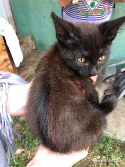 Котенок мальчик