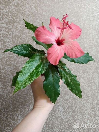 Комнатные растения часть 2