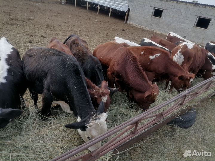 Бычки и телки