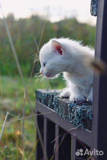 Рыжий котенок - мальчик 1 мес