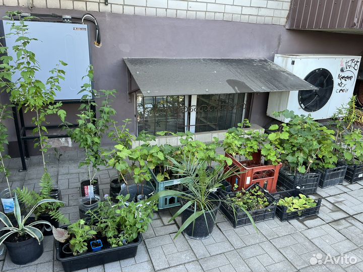 Саженцы винограда