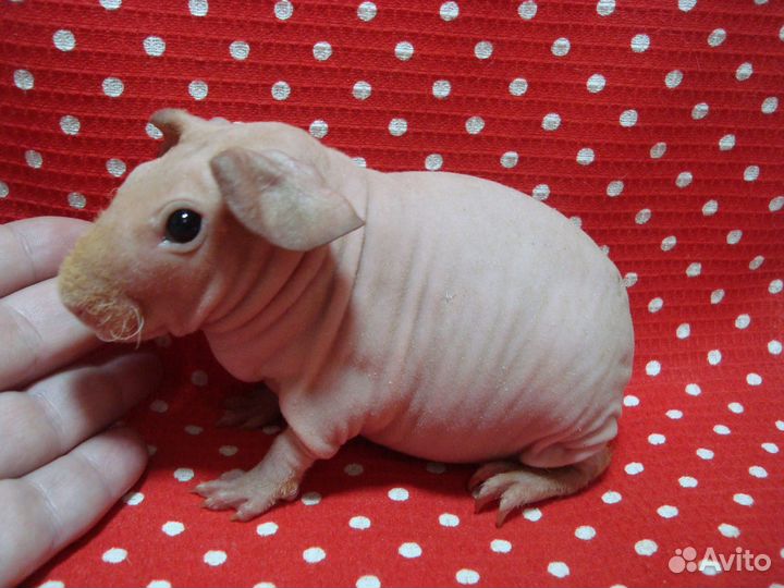 Морская свинка скинни