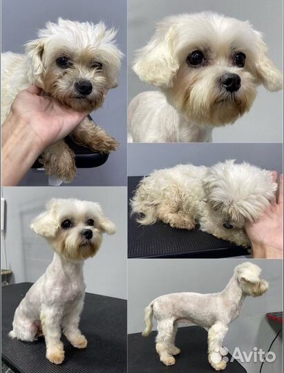 Груминг стрижка собак экспресс линька выческа