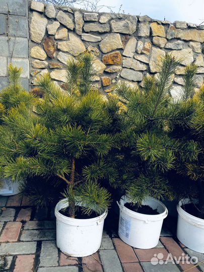 Саженцы Ели и сосны