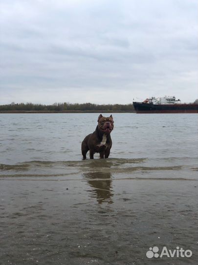 Американский Булли вязка