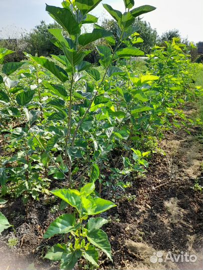 Шелковица черная, тутовник