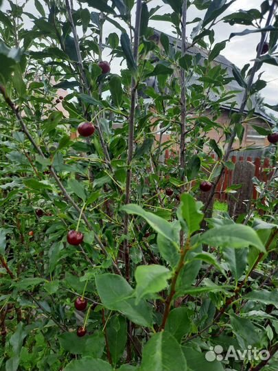 Облепиха,арония,вишня,цветы (бадан,хоста и другие)