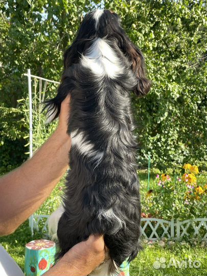 Девочка-щенок кавалер кинг чарльз спаниель