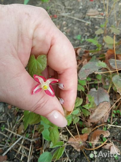 Излишки из сада