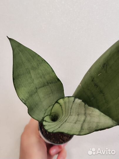 Сансевиерия муншайн